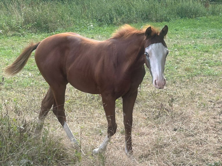 Paint Horse Giumenta Puledri
 (03/2024) 150 cm Overo-tutti i colori in Steinebrunn