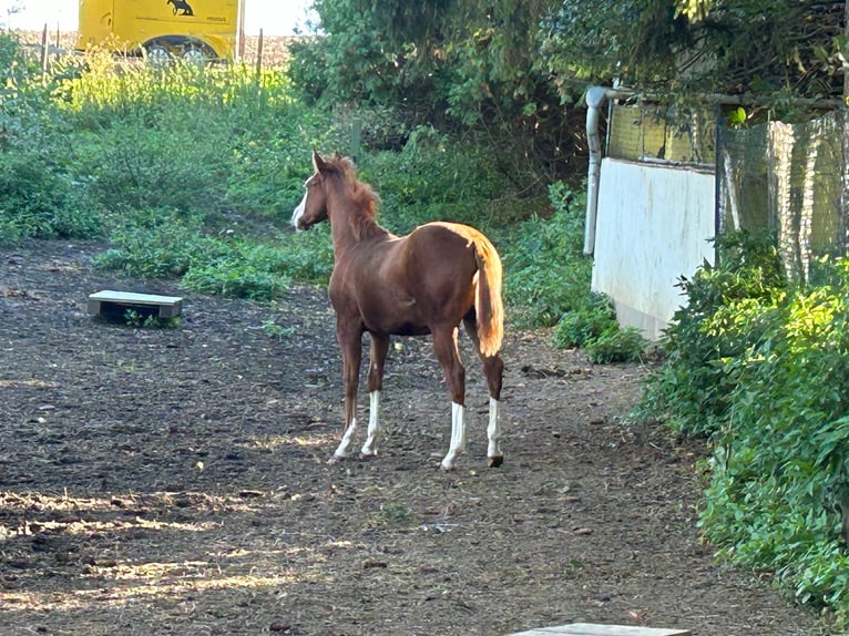 Paint Horse Giumenta Puledri (03/2024) 150 cm Overo-tutti i colori in Steinebrunn