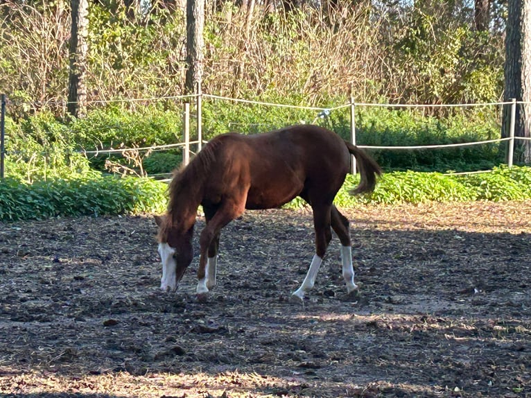 Paint Horse Giumenta Puledri (03/2024) 150 cm Overo-tutti i colori in Steinebrunn