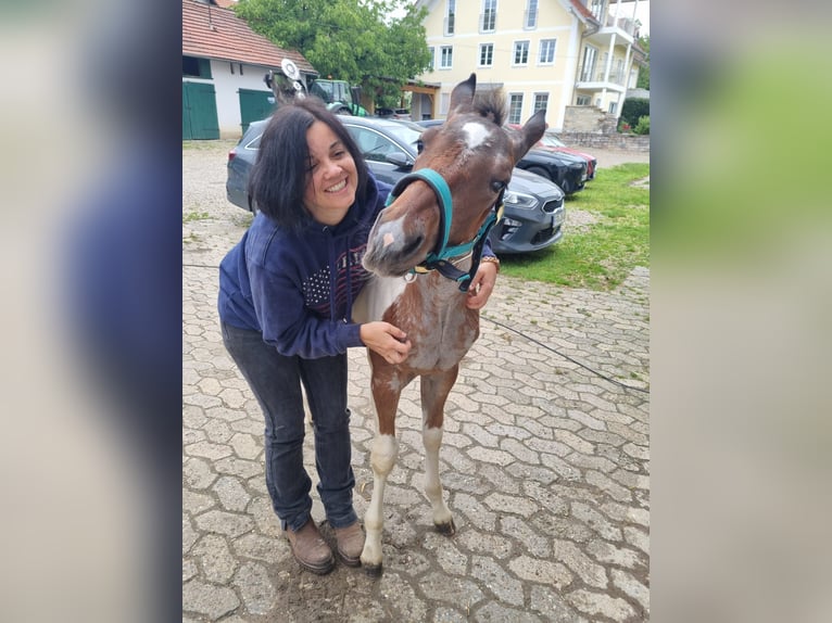 Paint Horse Giumenta Puledri
 (05/2024) 150 cm Tobiano-tutti i colori in Freising