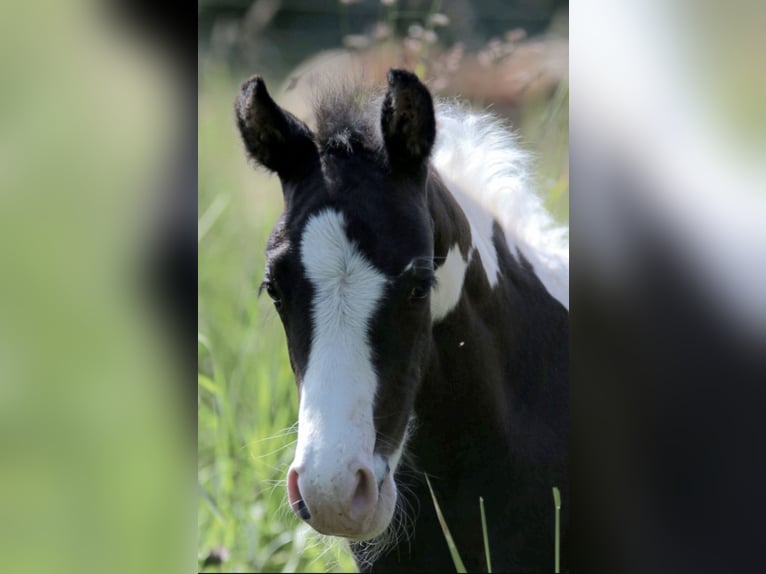 Paint Horse Giumenta Puledri
 (05/2024) 150 cm Tobiano-tutti i colori in Walkenried