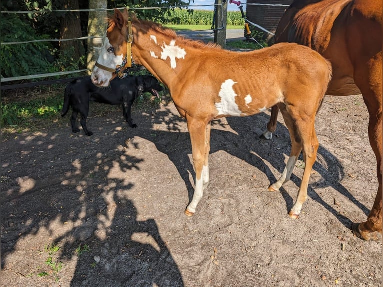 Paint Horse Giumenta Puledri
 (06/2024) 152 cm Overo-tutti i colori in Friesoythe