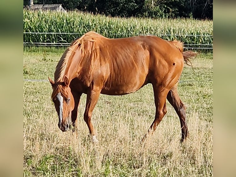 Paint Horse Giumenta Puledri
 (06/2024) 152 cm Overo-tutti i colori in Friesoythe