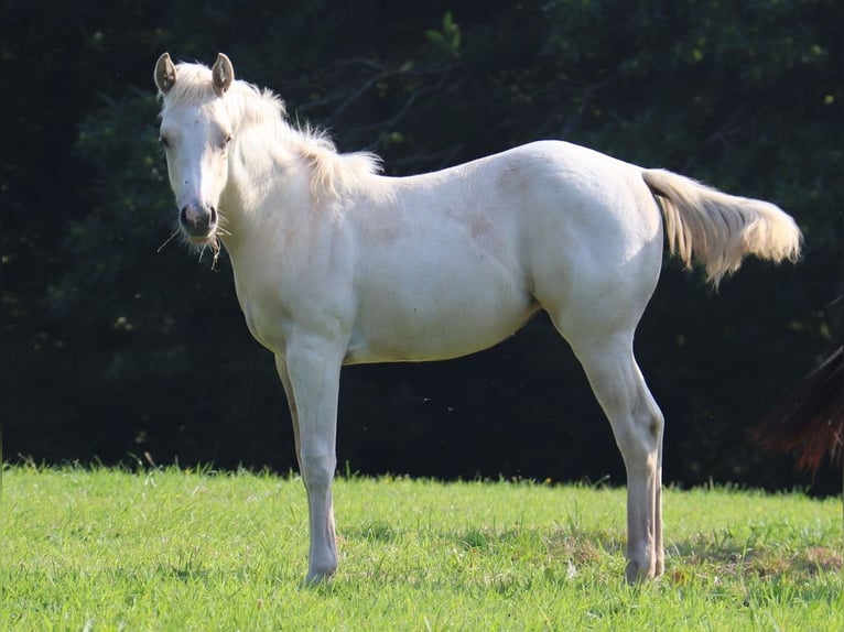 Paint Horse Giumenta Puledri (03/2024) 152 cm Tobiano-tutti i colori in BERNE