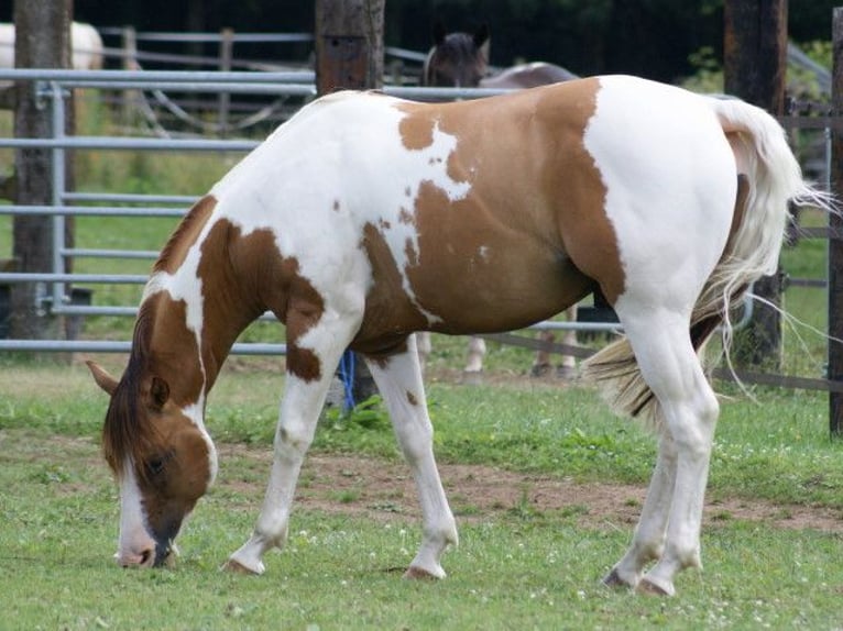 Paint Horse Giumenta Puledri (03/2024) 152 cm Tobiano-tutti i colori in BERNE