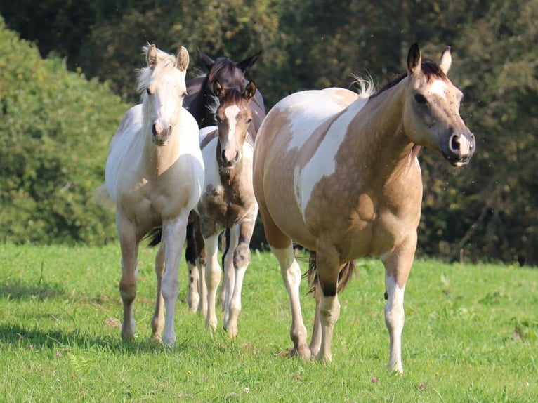 Paint Horse Giumenta Puledri (03/2024) 152 cm Tobiano-tutti i colori in BERNE