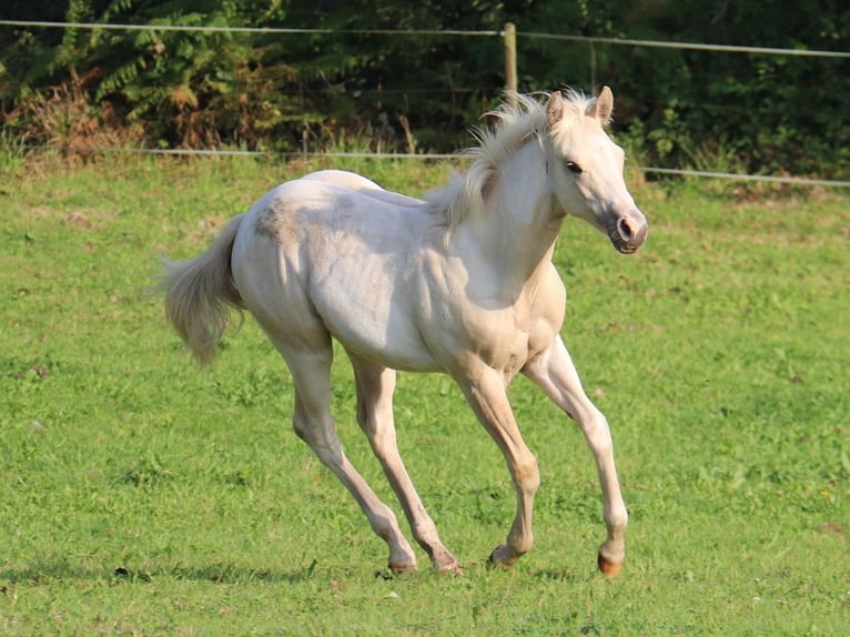 Paint Horse Giumenta Puledri (03/2024) 152 cm Tobiano-tutti i colori in BERNE