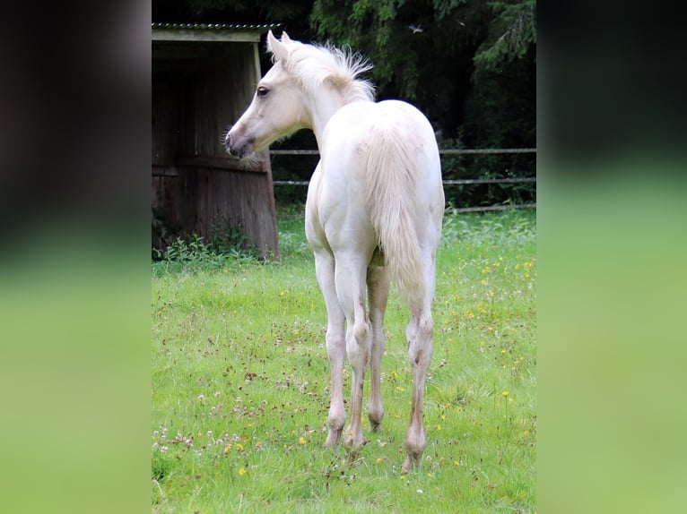 Paint Horse Giumenta Puledri (03/2024) 152 cm Tobiano-tutti i colori in BERNE