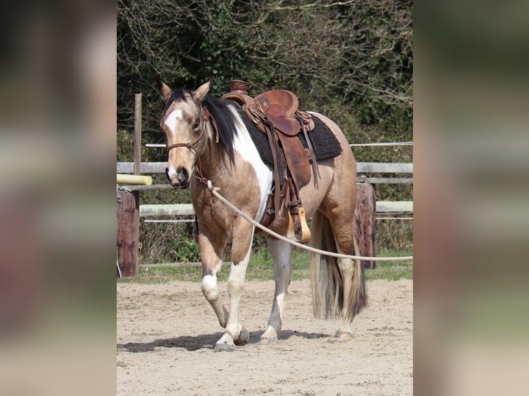 Paint Horse Giumenta Puledri (03/2024) 152 cm Tobiano-tutti i colori in BERNE