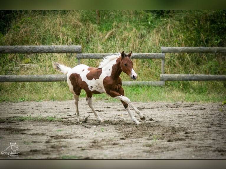 Paint Horse Giumenta Puledri
 (04/2024) 152 cm Tobiano-tutti i colori in Danstedt