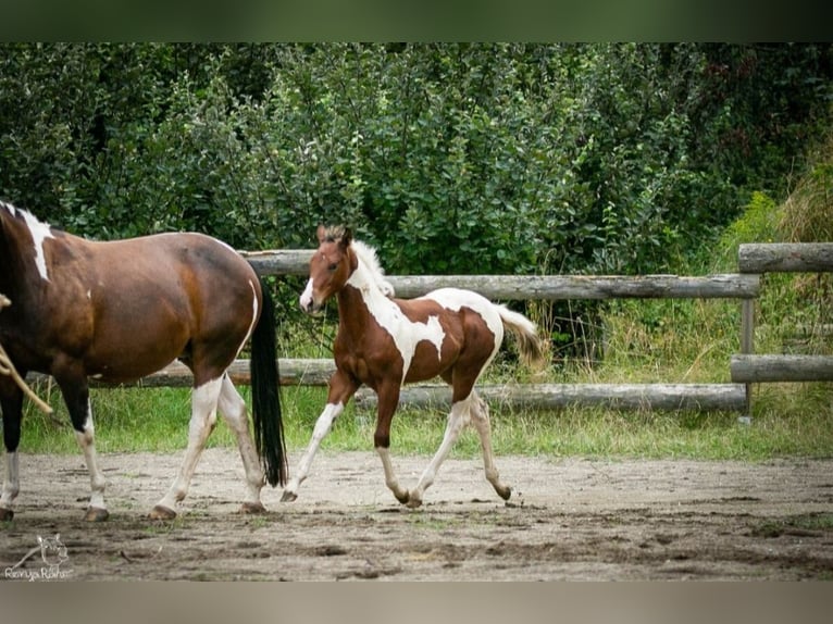 Paint Horse Giumenta Puledri
 (04/2024) 152 cm Tobiano-tutti i colori in Danstedt