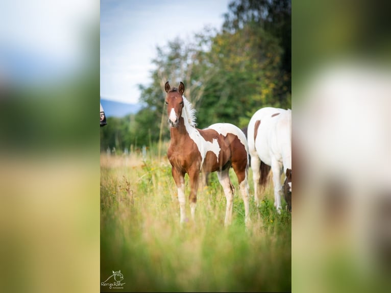 Paint Horse Giumenta Puledri
 (04/2024) 152 cm Tobiano-tutti i colori in Danstedt