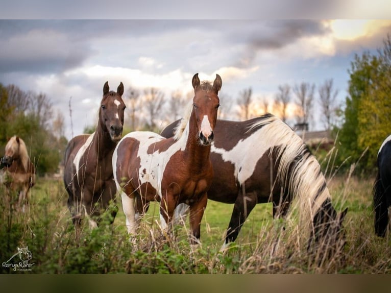 Paint Horse Giumenta Puledri (04/2024) 152 cm Tobiano-tutti i colori in Danstedt