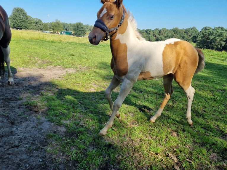 Paint Horse Giumenta Puledri
 (05/2024) 153 cm Champagne in Uelsen