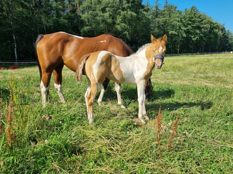 Paint Horse Giumenta Puledri
 (05/2024) 153 cm Champagne in Uelsen