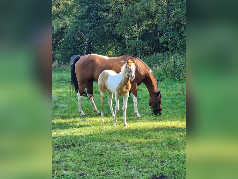 Paint Horse Giumenta Puledri
 (05/2024) 153 cm Champagne in Uelsen