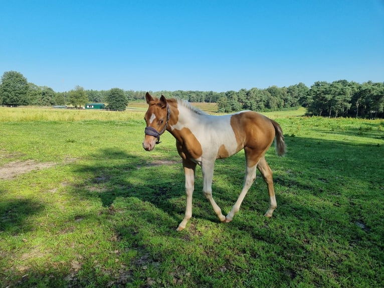 Paint Horse Giumenta Puledri
 (05/2024) 153 cm Champagne in Uelsen