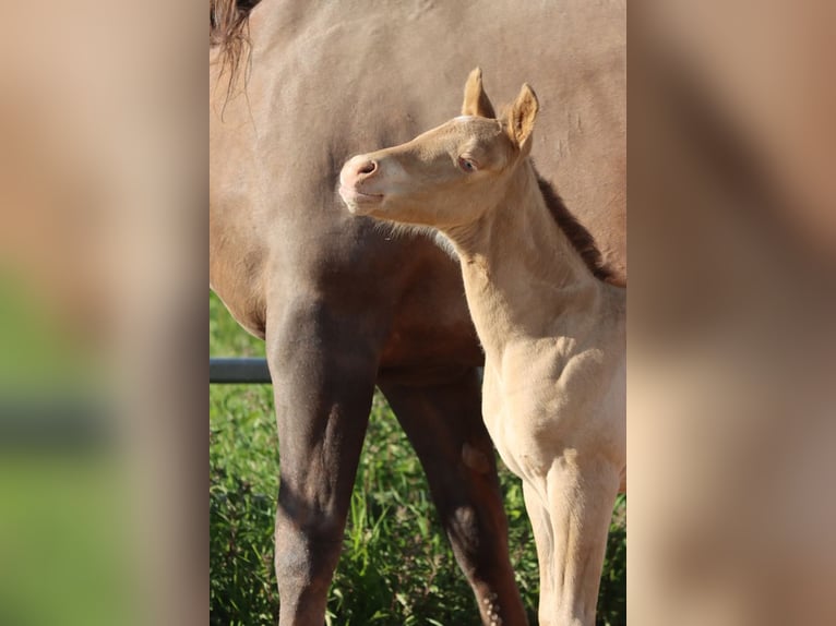 Paint Horse Giumenta Puledri (05/2025) 153 cm Champagne in Hellenthal