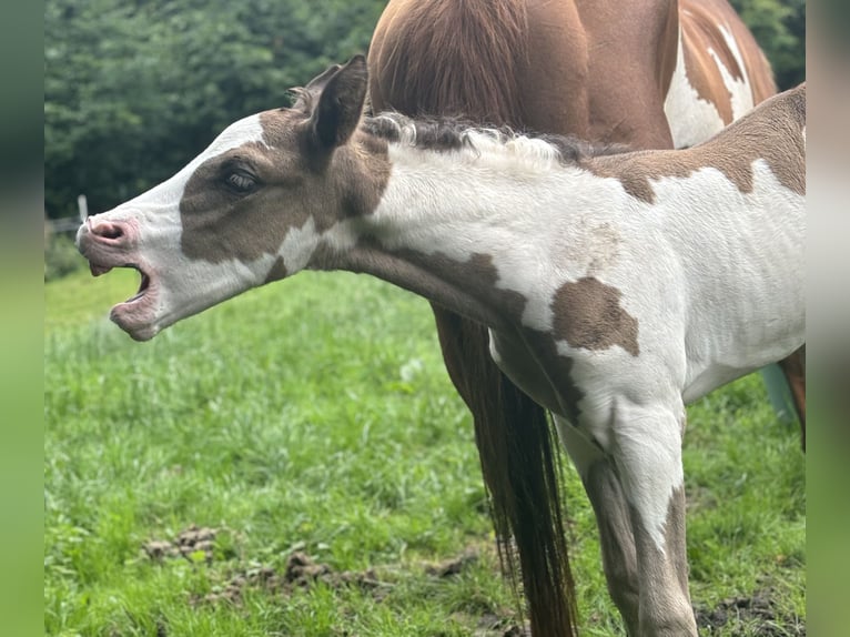 Paint Horse Giumenta Puledri
 (05/2024) 153 cm Overo-tutti i colori in Wallenhorst