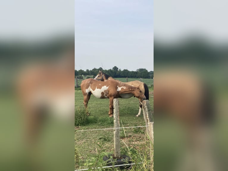 Paint Horse Giumenta Puledri
 (05/2024) 153 cm Overo-tutti i colori in Wallenhorst