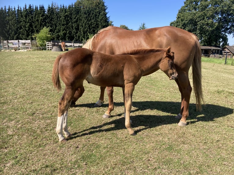 Paint Horse Giumenta Puledri (05/2024) 154 cm Sauro in Högsdorf