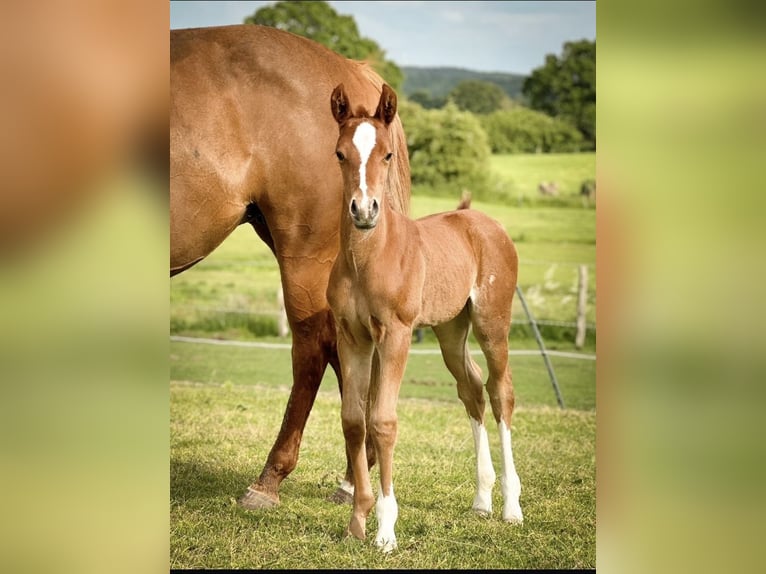 Paint Horse Giumenta Puledri (05/2024) 154 cm Sauro in Högsdorf