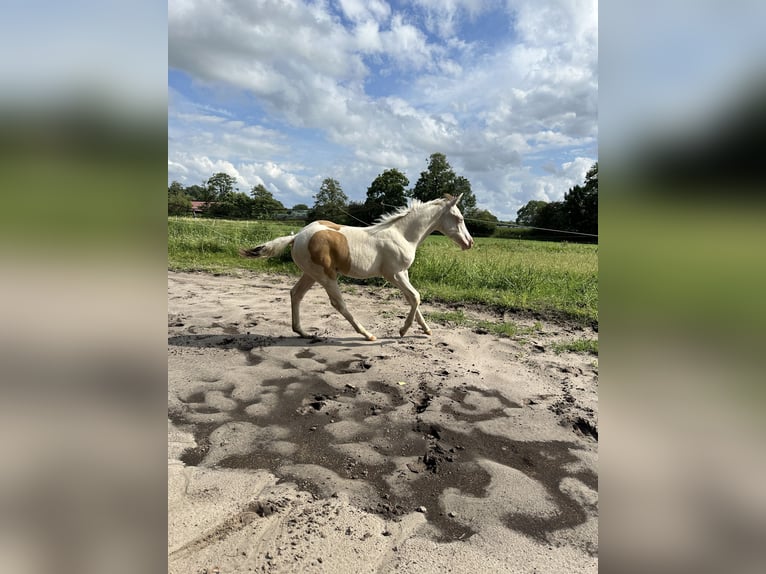 Paint Horse Giumenta Puledri
 (05/2024) 155 cm Champagne in Ottersberg