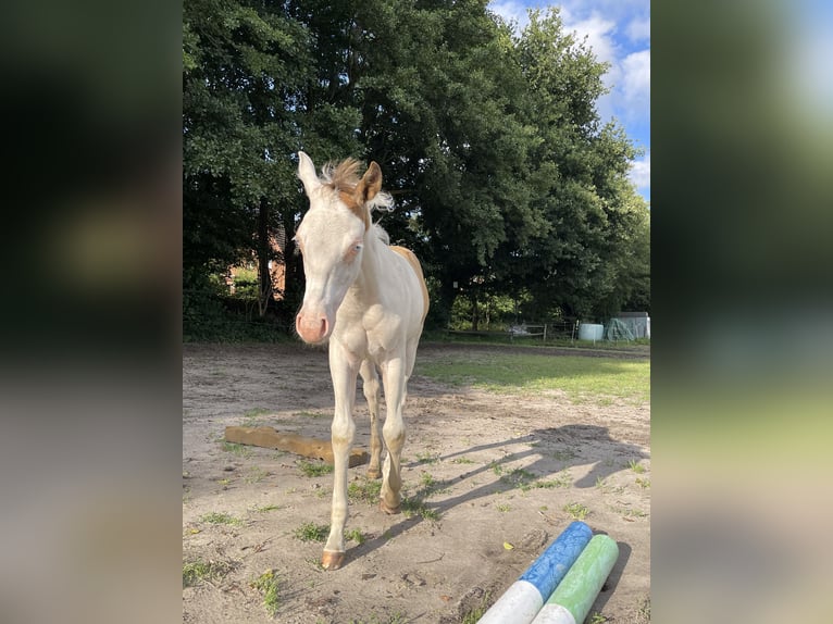 Paint Horse Giumenta Puledri
 (05/2024) 155 cm Champagne in Ottersberg