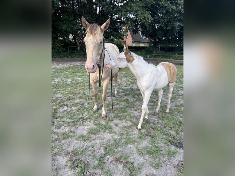 Paint Horse Giumenta Puledri
 (05/2024) 155 cm Champagne in Ottersberg