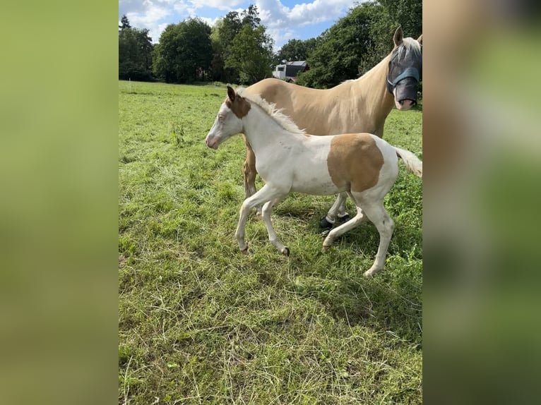 Paint Horse Giumenta Puledri
 (05/2024) 155 cm Champagne in Ottersberg