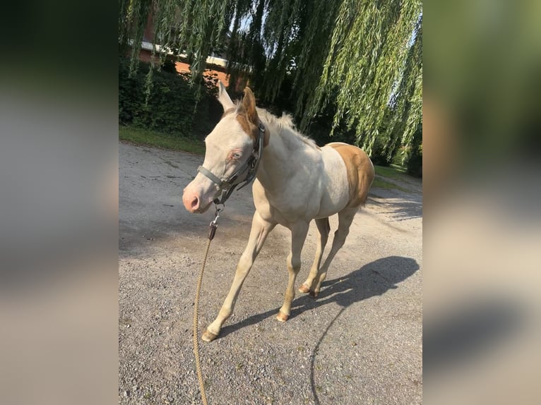 Paint Horse Giumenta Puledri
 (05/2024) 155 cm Champagne in Ottersberg