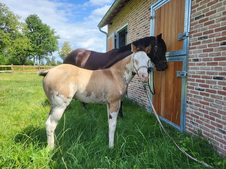 Paint Horse Giumenta Puledri
 (06/2024) 155 cm Overo-tutti i colori in Kalken