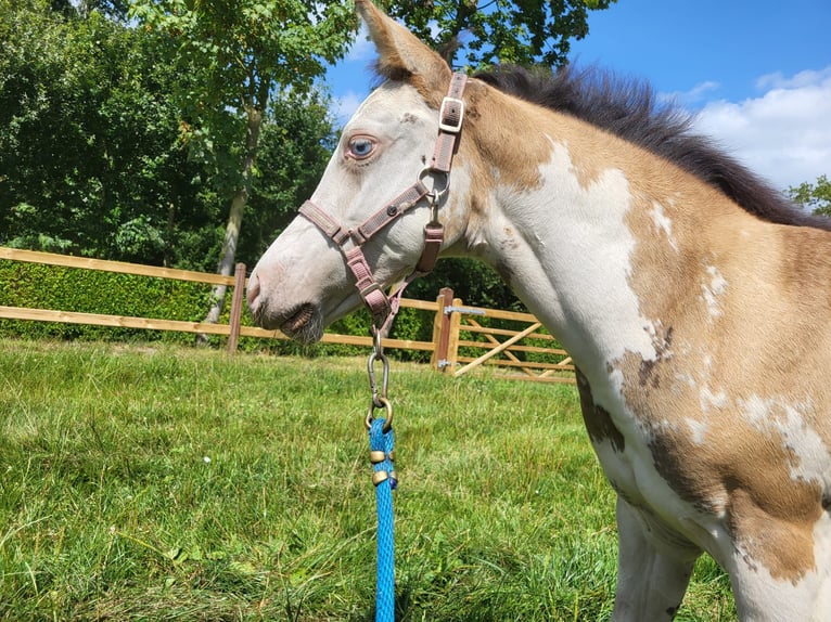 Paint Horse Giumenta Puledri
 (06/2024) 155 cm Overo-tutti i colori in Kalken