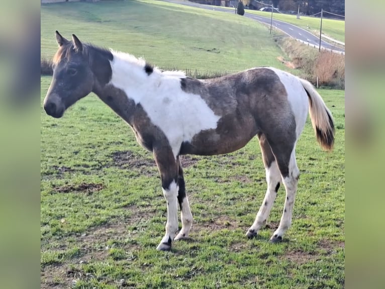 Paint Horse Giumenta Puledri (06/2024) 155 cm Pelle di daino in Eichenzell