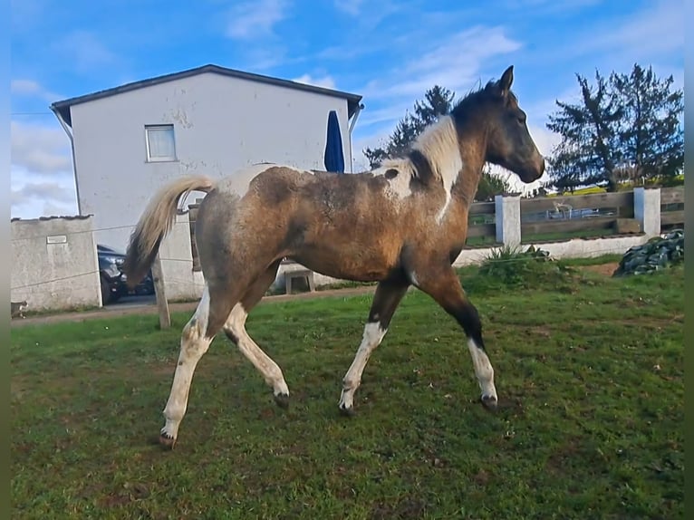 Paint Horse Giumenta Puledri (06/2024) 155 cm Pelle di daino in Eichenzell