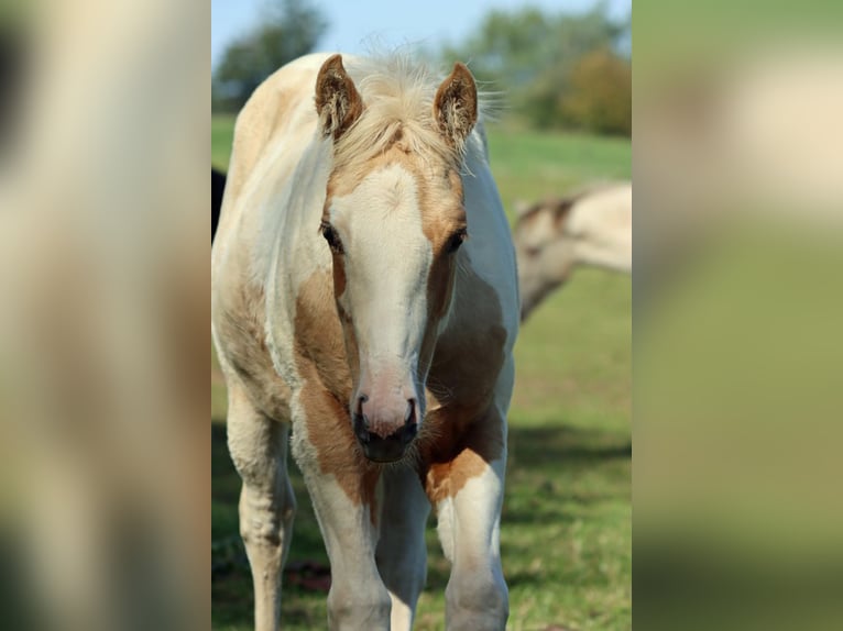 Paint Horse Giumenta Puledri (05/2025) 155 cm Tobiano-tutti i colori in Hellenthal