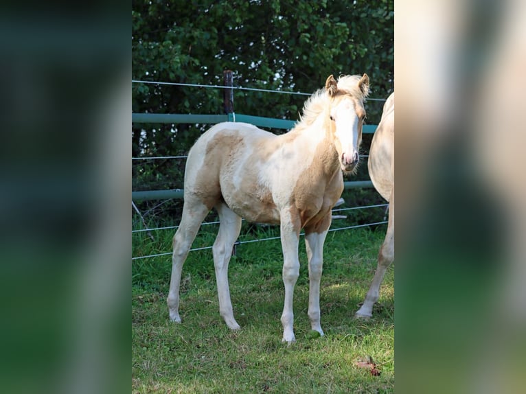 Paint Horse Giumenta Puledri (05/2025) 155 cm Tobiano-tutti i colori in Hellenthal
