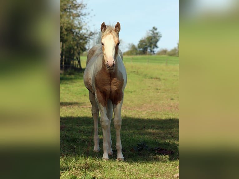Paint Horse Giumenta Puledri (05/2025) 155 cm Tobiano-tutti i colori in Hellenthal
