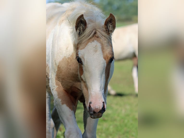 Paint Horse Giumenta Puledri (05/2025) 155 cm Tobiano-tutti i colori in Hellenthal