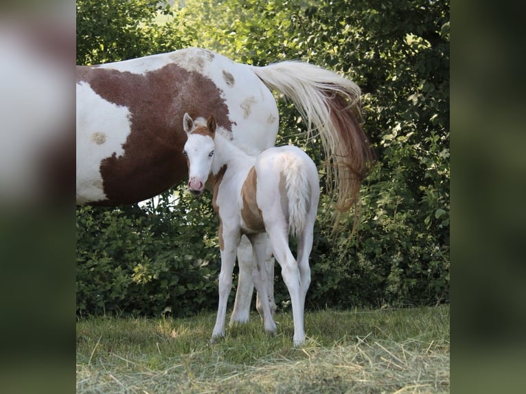 Paint Horse Giumenta  155 cm Tovero-tutti i colori in Kirchdorf
