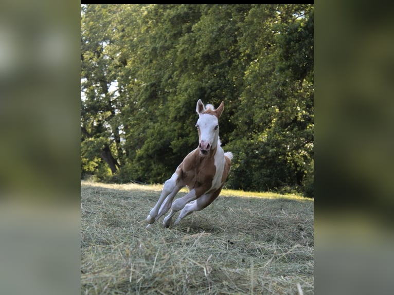Paint Horse Giumenta  155 cm Tovero-tutti i colori in Kirchdorf