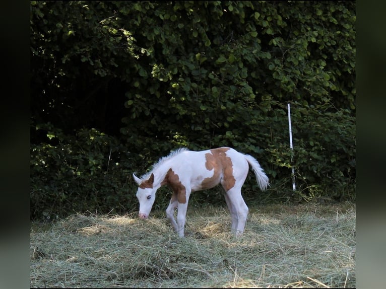Paint Horse Giumenta  155 cm Tovero-tutti i colori in Kirchdorf