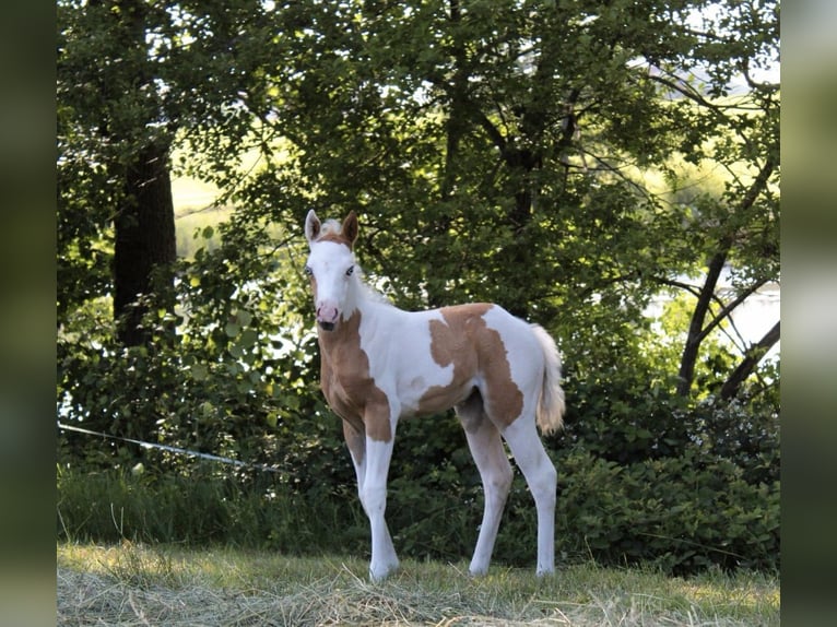 Paint Horse Giumenta  155 cm Tovero-tutti i colori in Kirchdorf