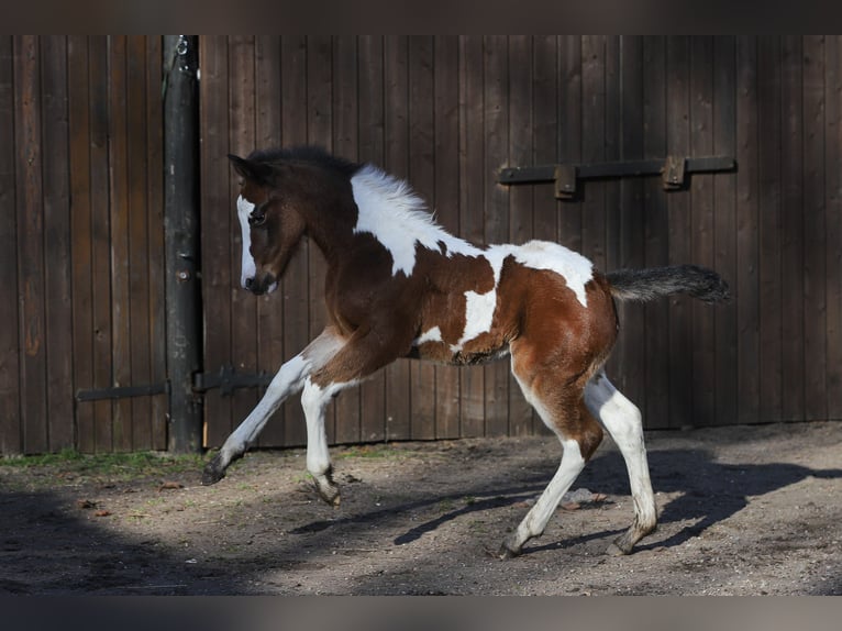 Paint Horse Mix Giumenta Puledri
 (01/2024) 156 cm Pezzato in Dargen