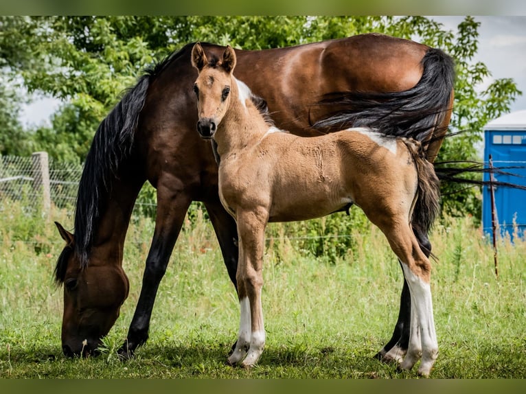 Paint Horse Mix Giumenta Puledri (06/2024) 158 cm in Gersdorf