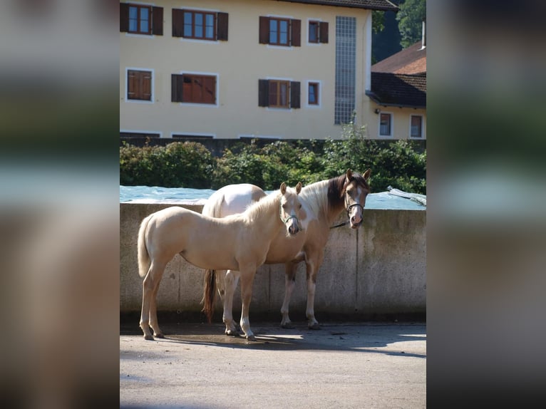 Paint Horse Giumenta Puledri (03/2024) 160 cm Palomino in Rohrdorf