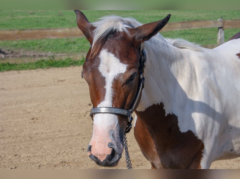 Paint Horse Giumenta Puledri
 (01/2024) 161 cm Tobiano-tutti i colori in Münster