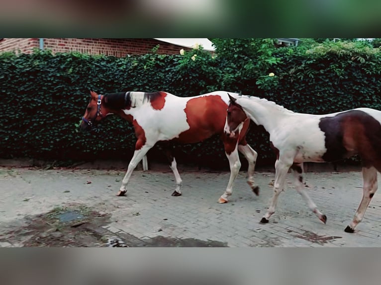 Paint Horse Giumenta Puledri
 (01/2024) 161 cm Tobiano-tutti i colori in Münster