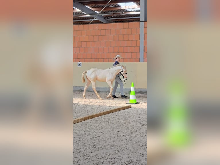 Paint Horse Giumenta Puledri (04/2025) in Ratekau