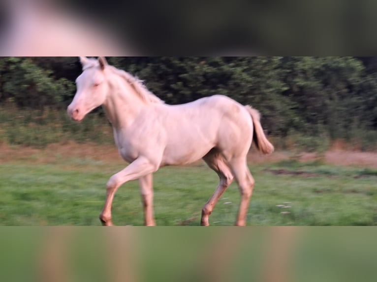 Paint Horse Giumenta Puledri (04/2025) in Ratekau